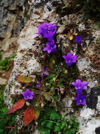 Campanula tubulosa  - Sfakia Chania